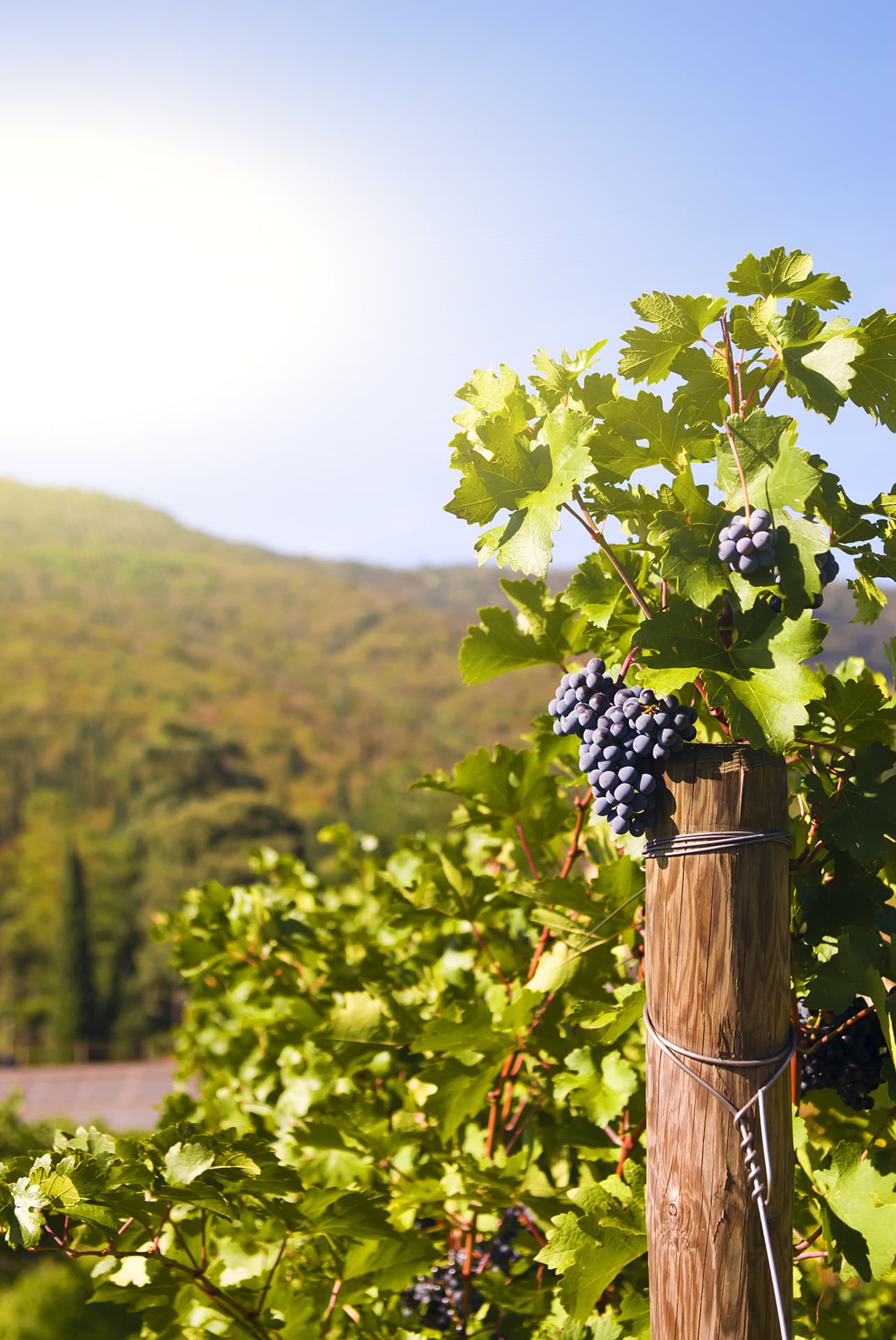 Wine and dining at Paradisos